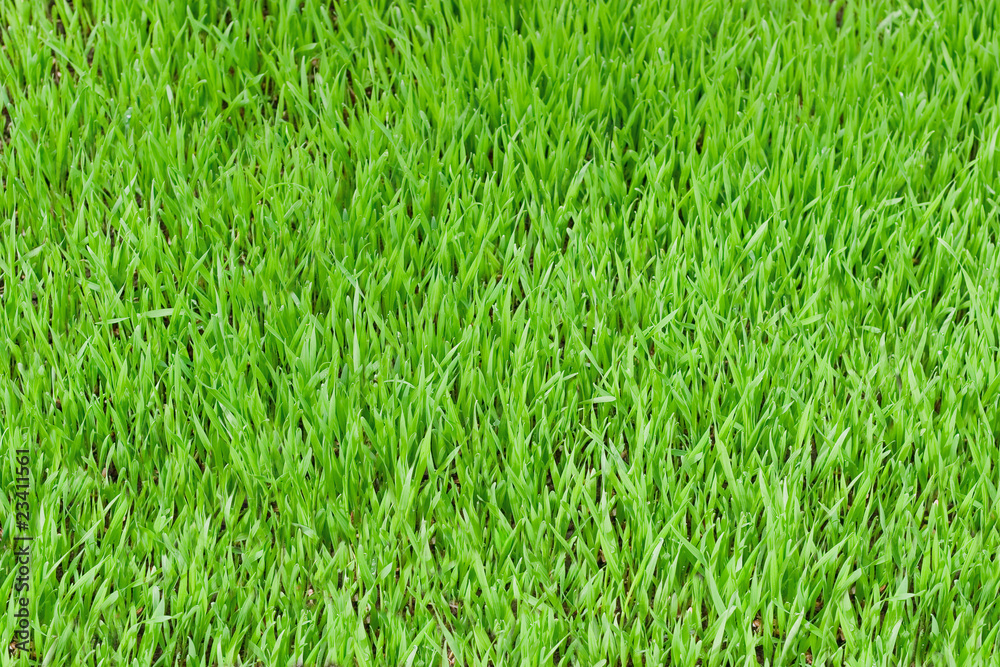 Obraz premium Green grass