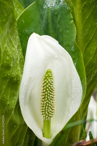 Lysichiton camtschatcense (L.) Schott