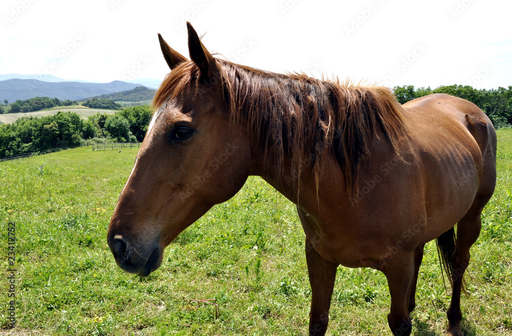 Obraz premium Pferd Einhufer Equus Equidae