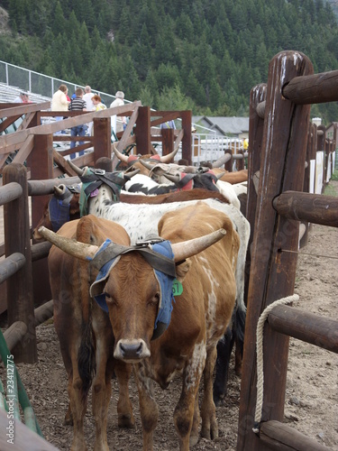 Bullig