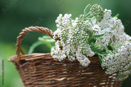 Gemeine Schafgarbe (Achillea millefolium)