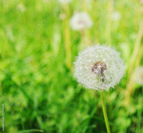 Dandelion flower in the field