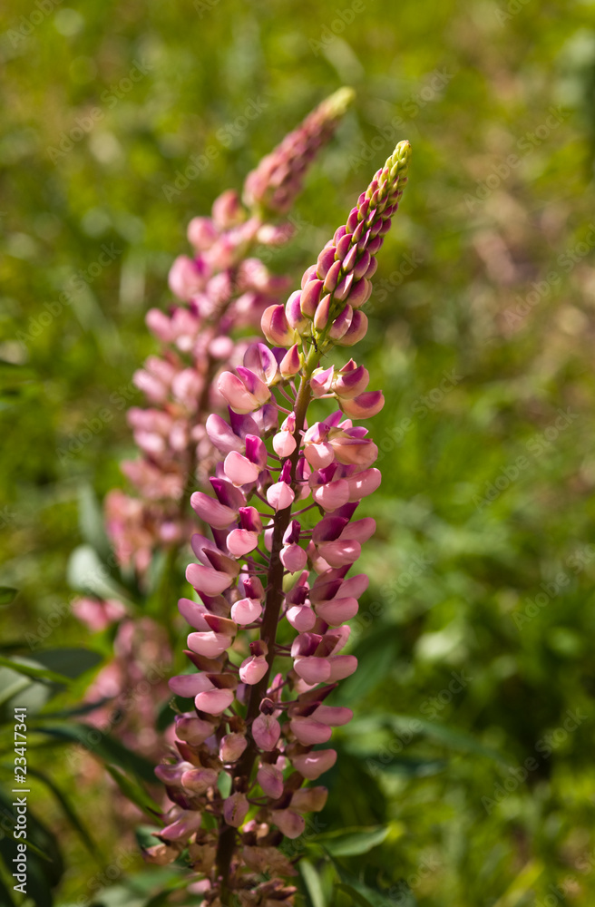 Pink lupine Pink lupine