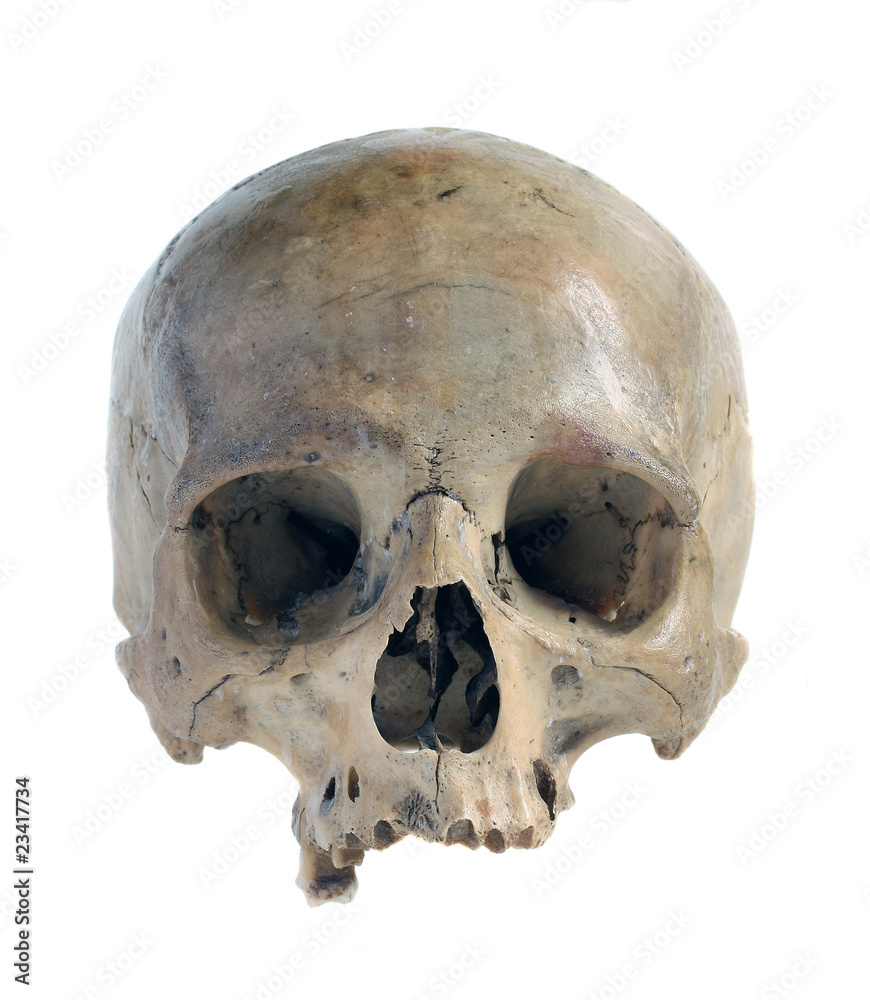 Obraz premium Czaszka.