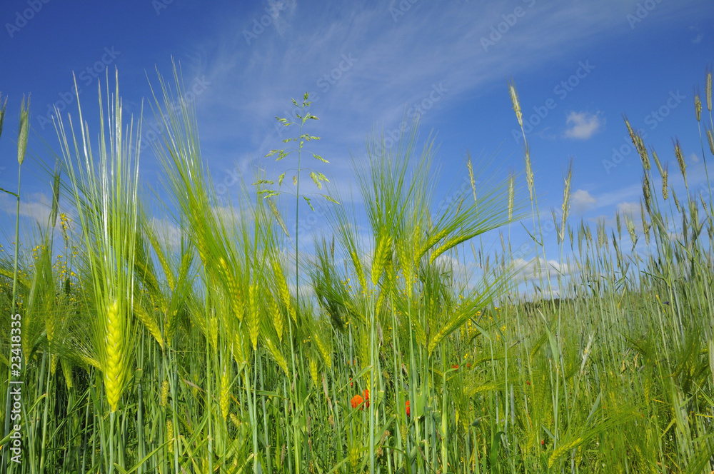 Fototapeta premium Getreidefeld