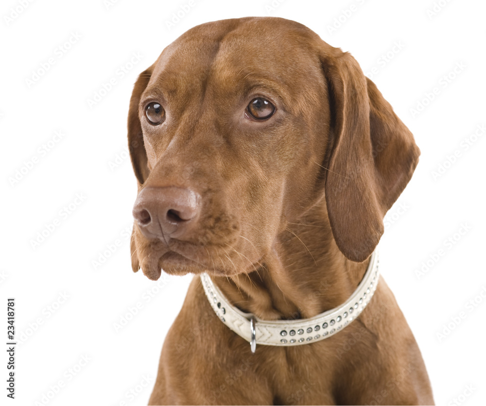 Portrait of a beautiful brown dog. Isolated on white background.