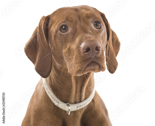 Portrait of a beautiful brown dog. Isolated on white background.