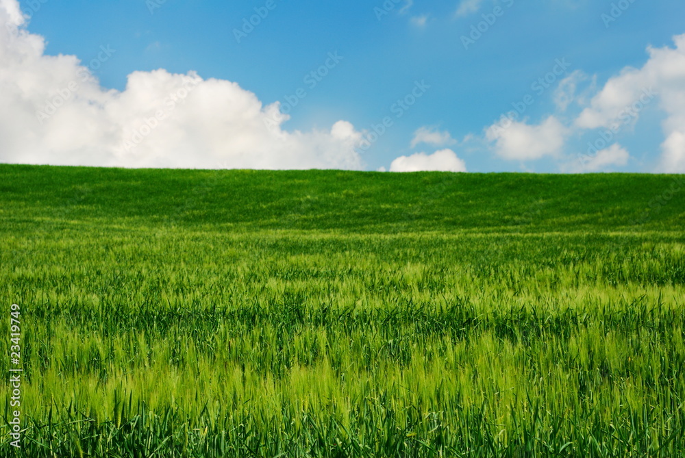 Bright green wheat field