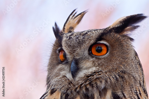 Big eagle owl in closeup
