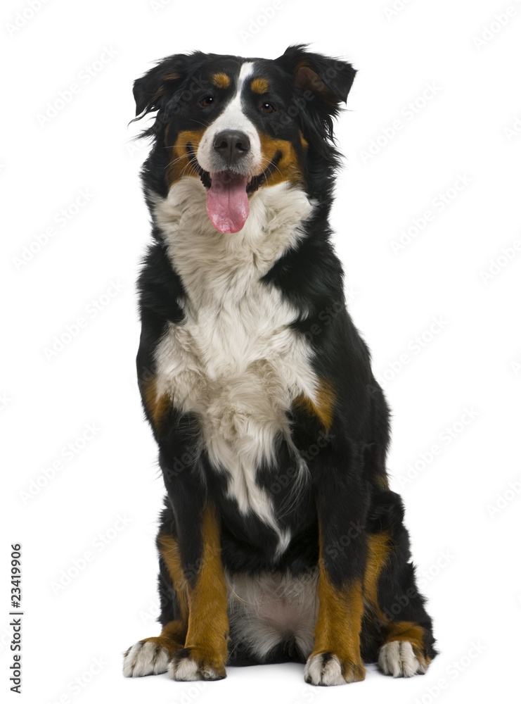 Bernese mountain dog, 18 months old