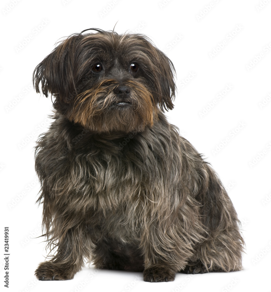 Mixed-breed, 10 years old, in front of white background Mixed-breed, 10 years old, in front of white background