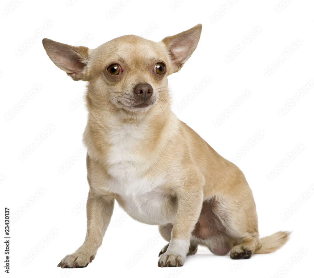 Chihuahua, 2 years old, in front of white background