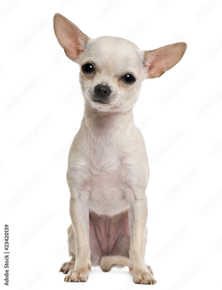 Chihuahua puppy, 7 months old, in front of white background