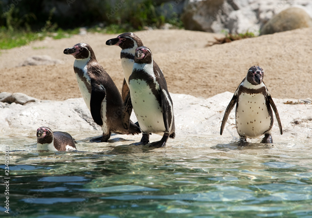 Obraz premium Pinguin