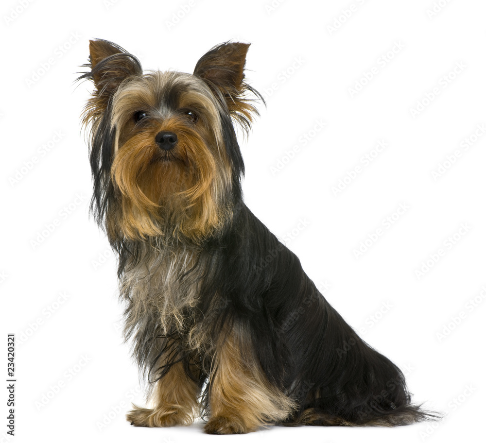 Yorkshire terrier, 7 months old, in front of white background Yorkshire terrier, 7 months old, in front of white background