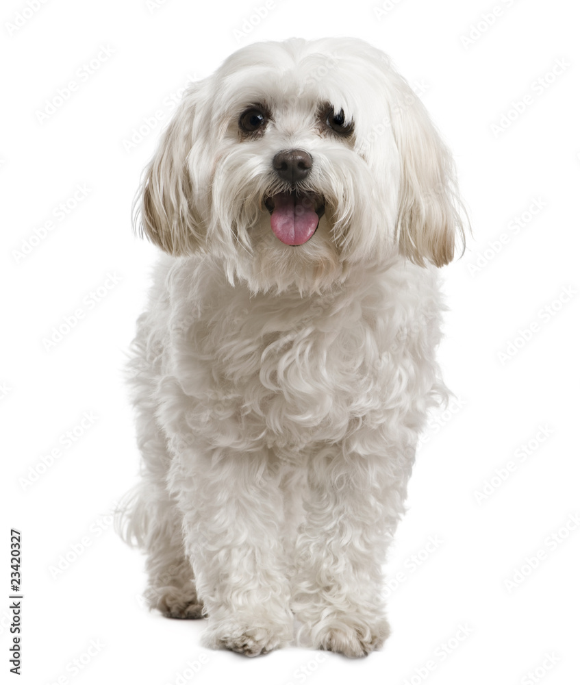 Maltese, 2 years old, in front of white background