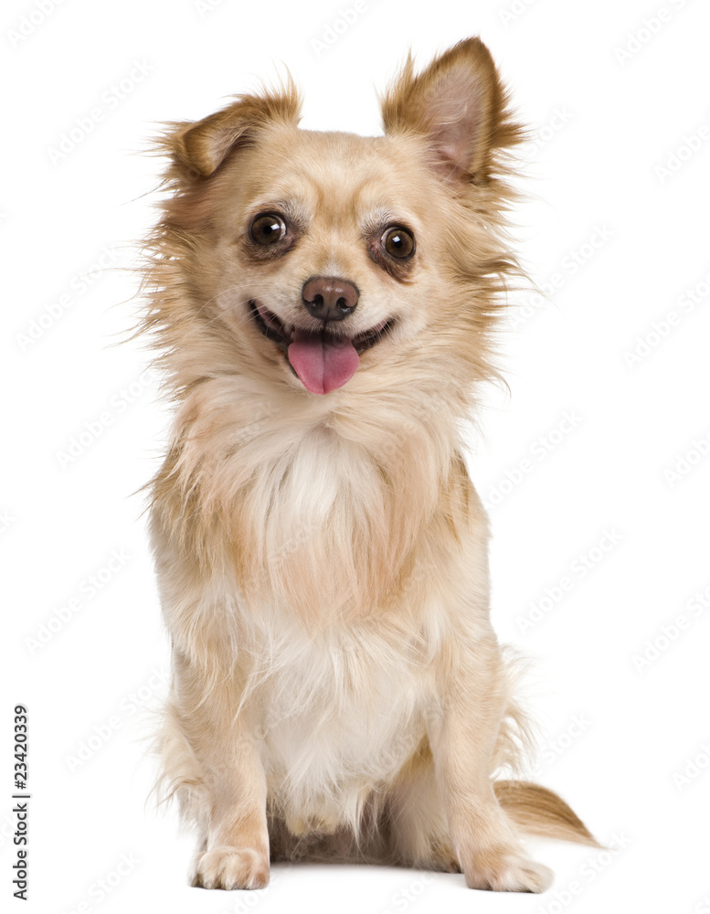Chihuahua, 4 years old, in front of white background