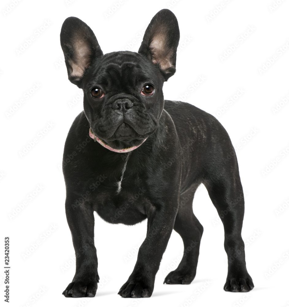 French bulldog puppy, 4 months old, in front of white background