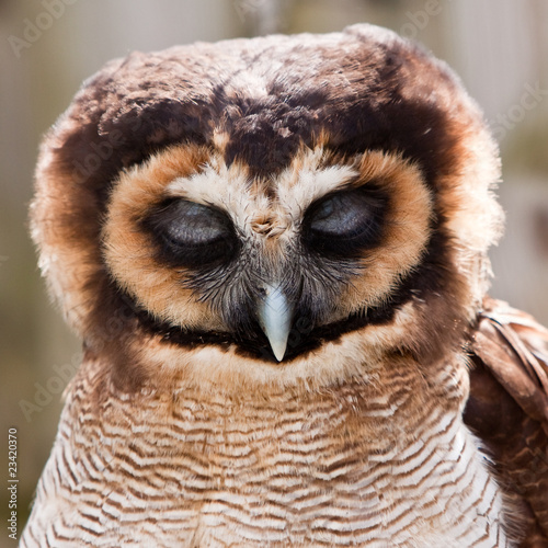 Young juvenile owl in closeup