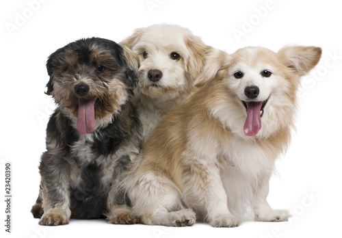 Group of mixed-breeds  in front of white background
