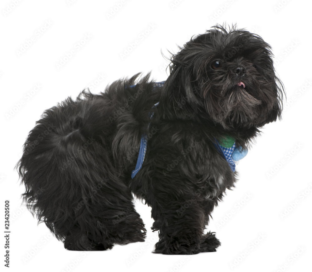 Shih Tzu, 5 years old, standing in front of white background
