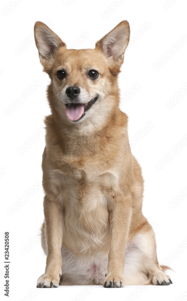 Mixed-breed, 9 years old, sitting in front of white background