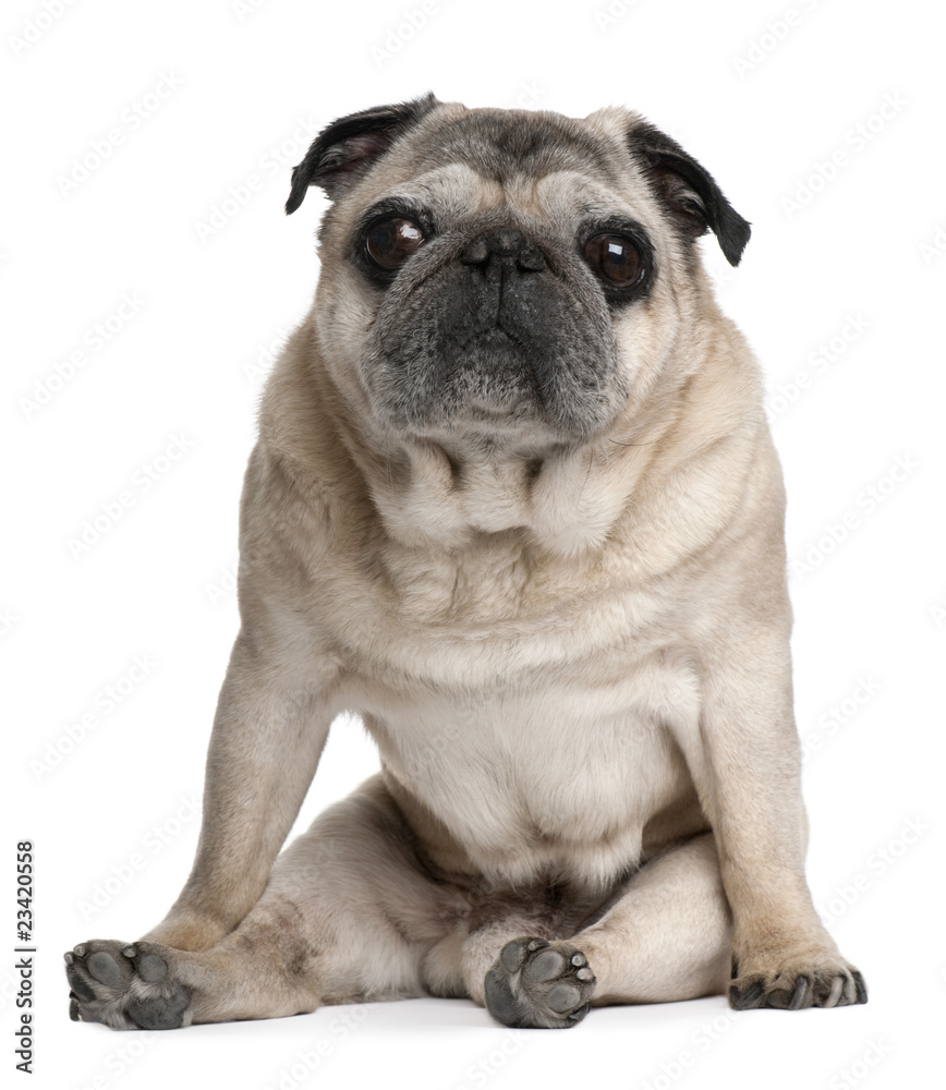 Old Pug, 10 years old, sitting in front of white background