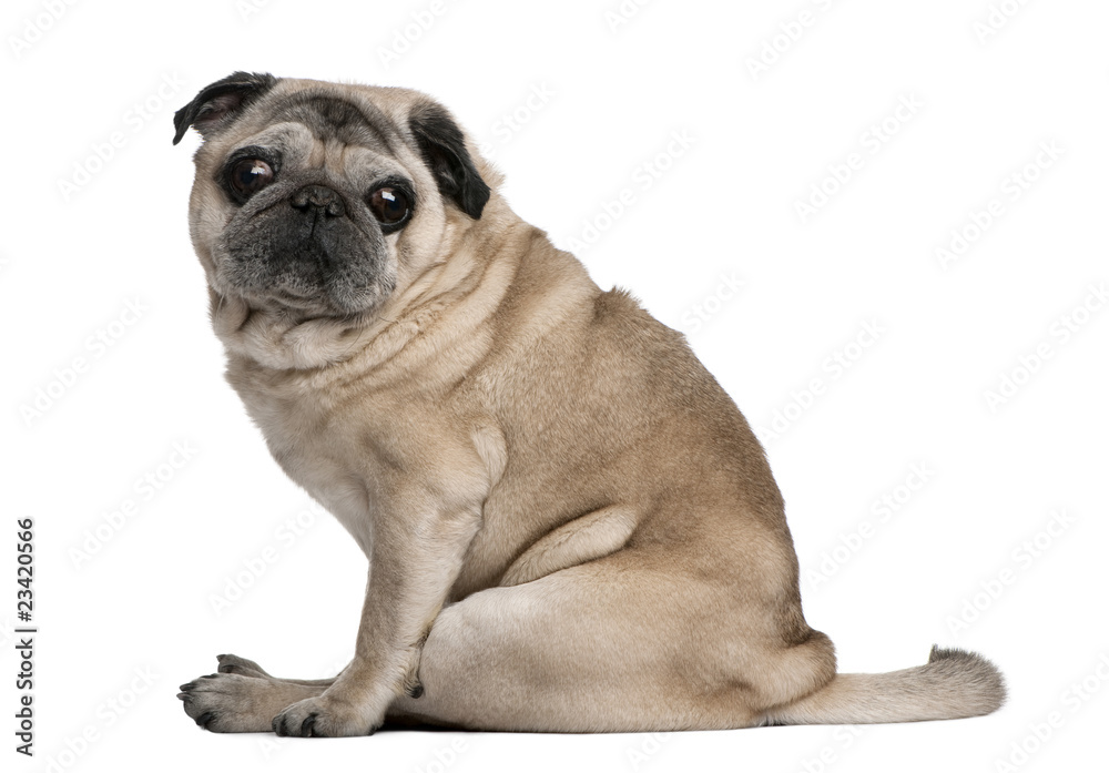Old Pug, 10 years old, sitting in front of white background Old Pug, 10 years old, sitting in front of white background