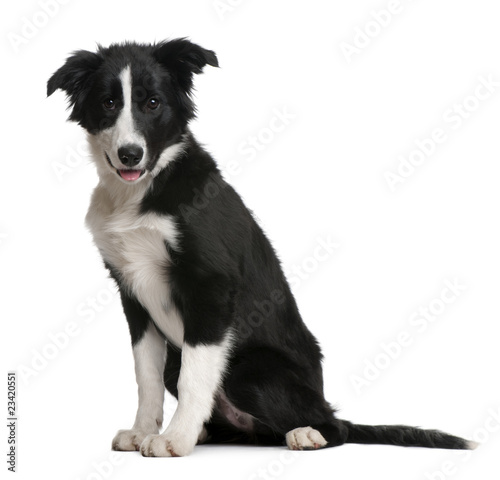 Border Collie puppy, 4 months old