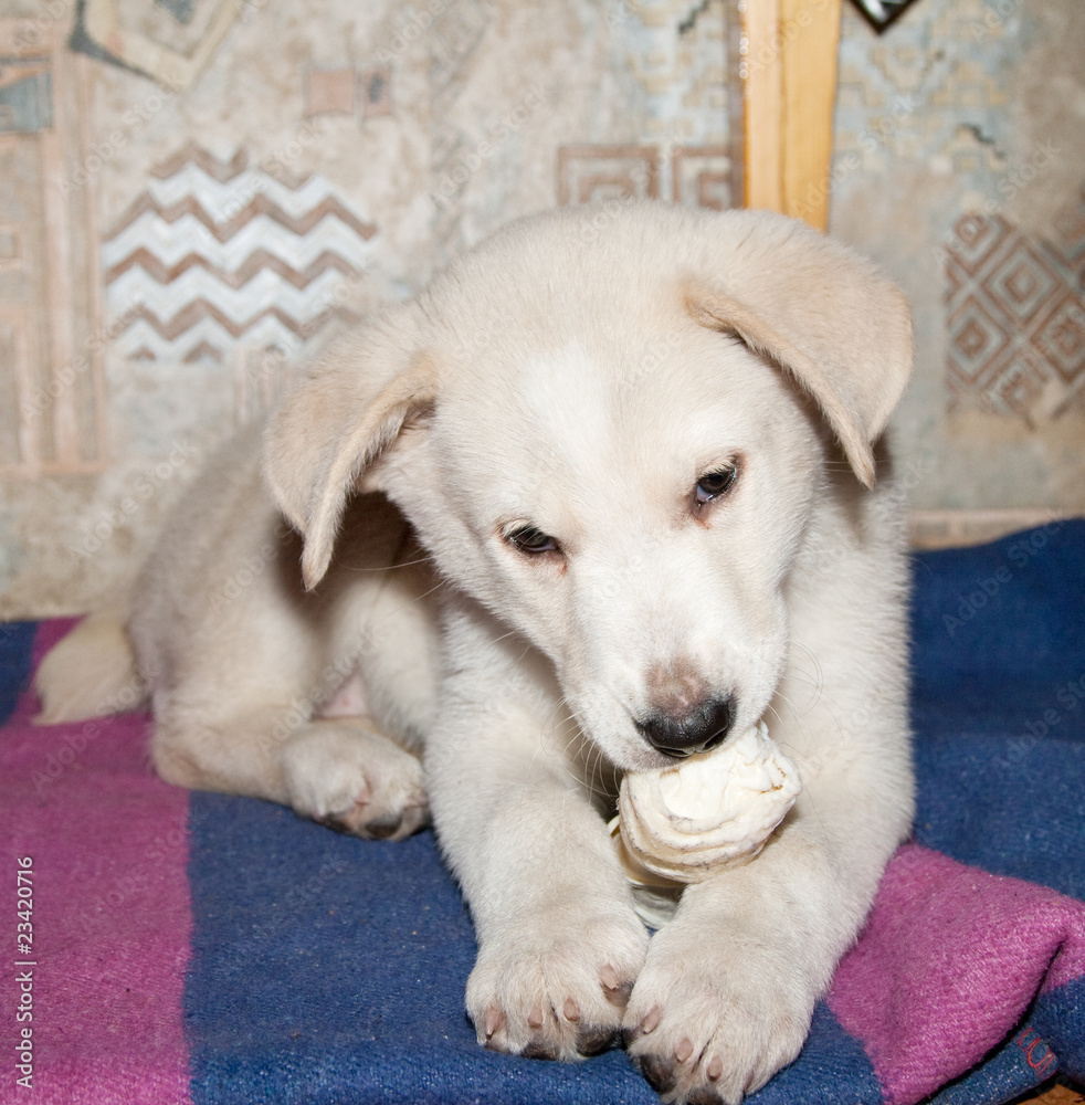 GOLDEN RETRIEVER PUPPY GOLDEN RETRIEVER PUPPY
