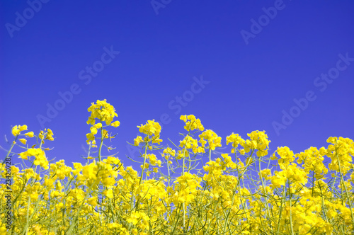 Yellow flowers and blue sky.