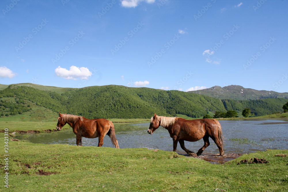 Obraz premium Chevaux dans le Cantal