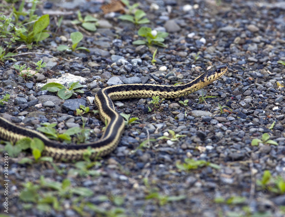 Obraz premium Common garter snake