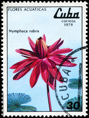 CUBA - CIRCA 1979 Red Nymphaea photo