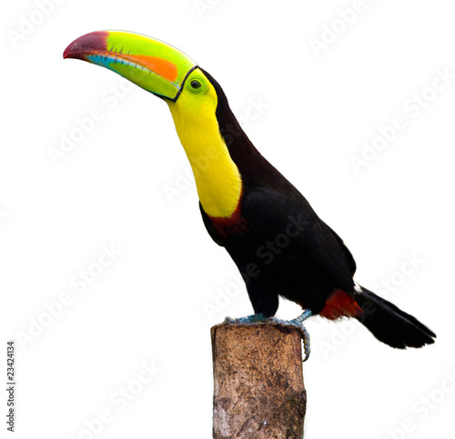 Keel Billed Toucan, from Central America. Isolated on White.