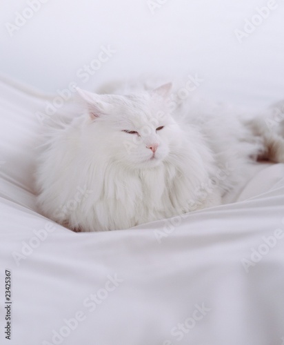 white, long-haired cat