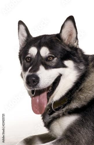 Fototapeta Naklejka Na Ścianę i Meble -  portrait of husky dog