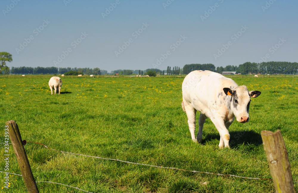 White cows in meadow under blue sky, shallow dof White cows in meadow under blue sky, shallow dof