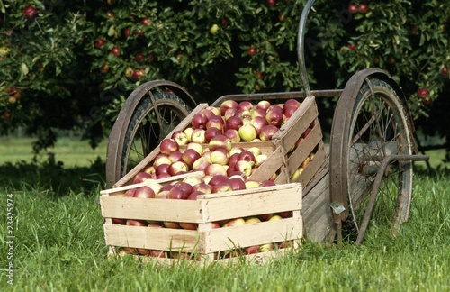 apples in crates