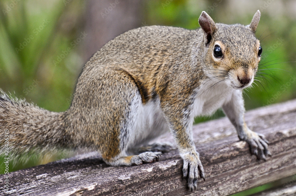 Squirrel Squirrel