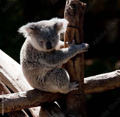 Photography Koala Bear cuddling on a branch