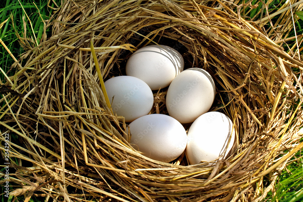 nest forest bird