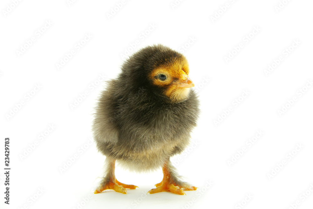 Obraz premium baby chicken