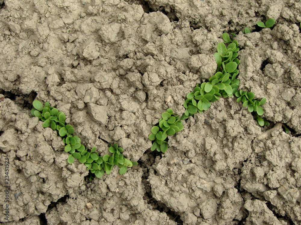 lettuce growing up through the hard ground lettuce growing up through the hard ground