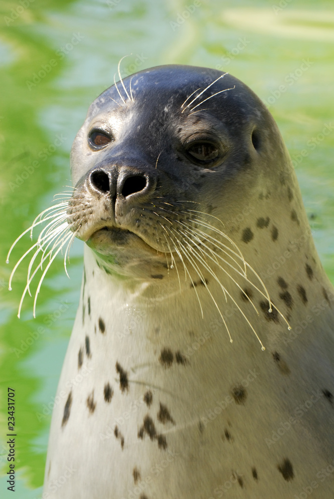 Naklejka premium Seehund