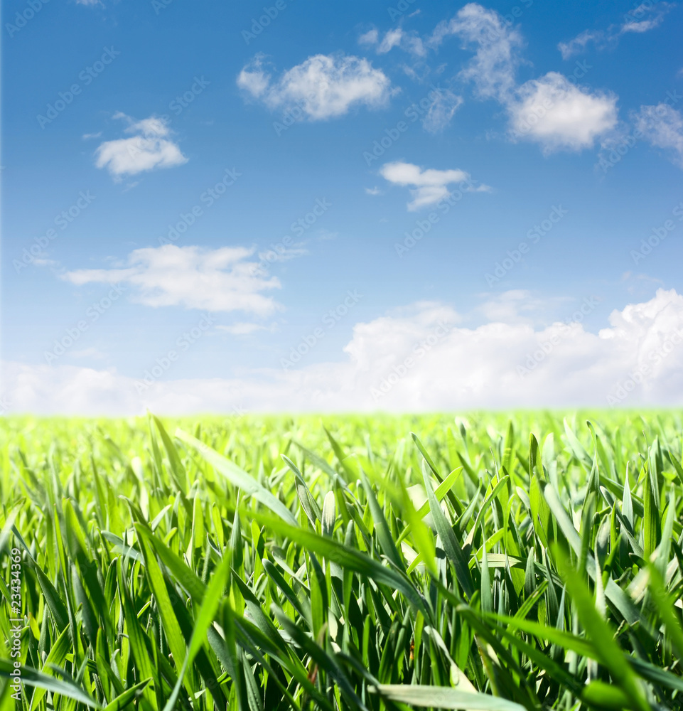 Obraz premium Meadow