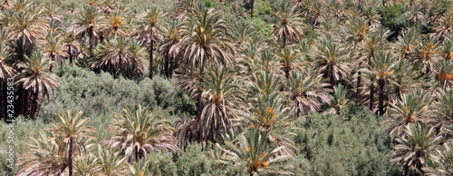 palmeraie palmiers oasis