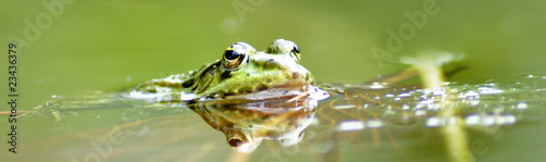 Frosch © Doris Heinrichs