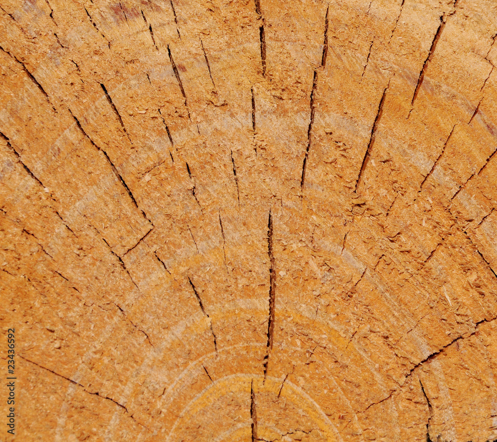 Fototapeta premium Tree ring