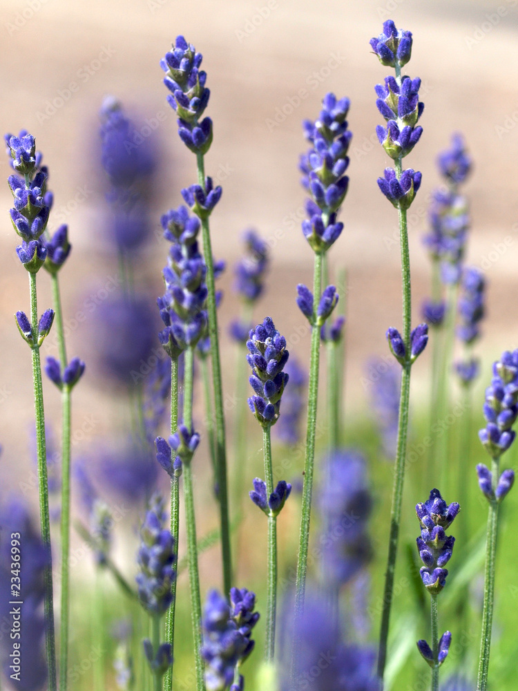 Lavendel Lavendel